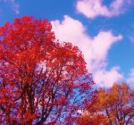 Trees Turning Red For Autumn 